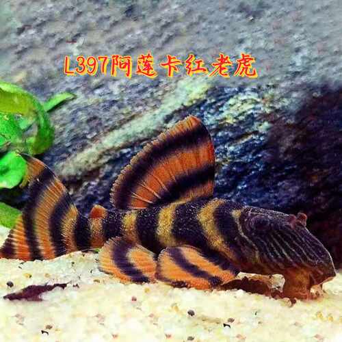 L397阿莲卡红老虎热带淡水异型鱼
