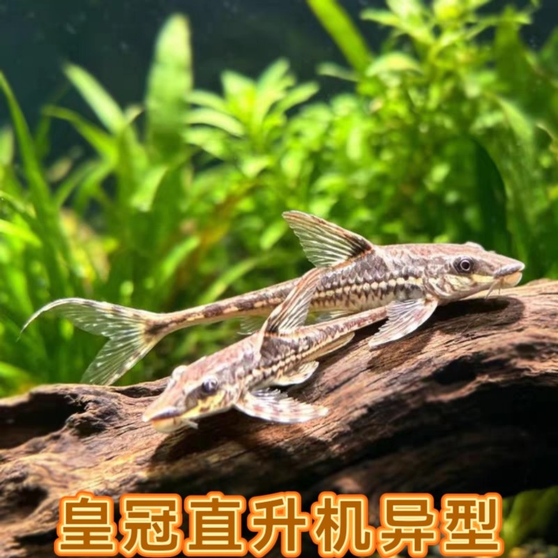 皇冠直升机异型鱼红蜻蜓直升机热带观赏工具鱼强效除藻异形鱼活体