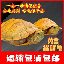 乌龟活物巴西龟小乌龟活体观赏宠物龟大乌龟水龟红耳龟活物情侣龟