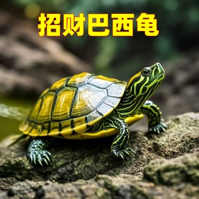 乌龟活物巴西龟情侣黄金龟仔