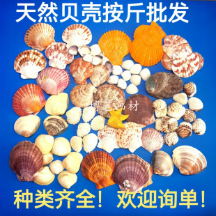 天然贝壳海螺手工diy幼儿园环创意玩具礼物水族鱼缸造景装饰材料