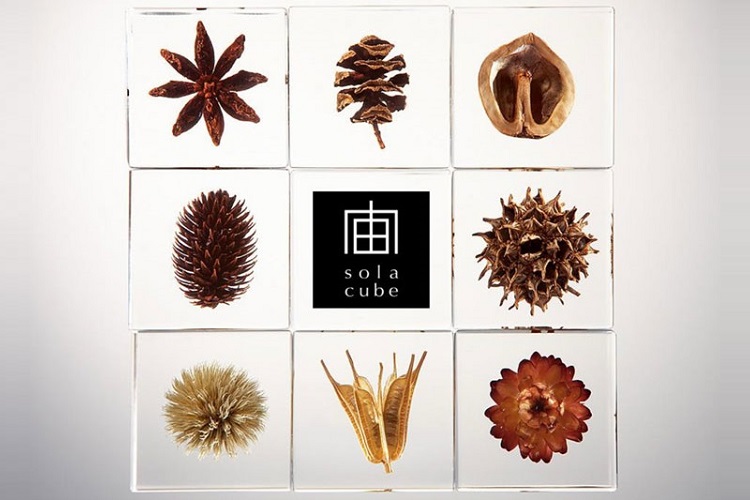 宙sola植物桌面摆件礼物