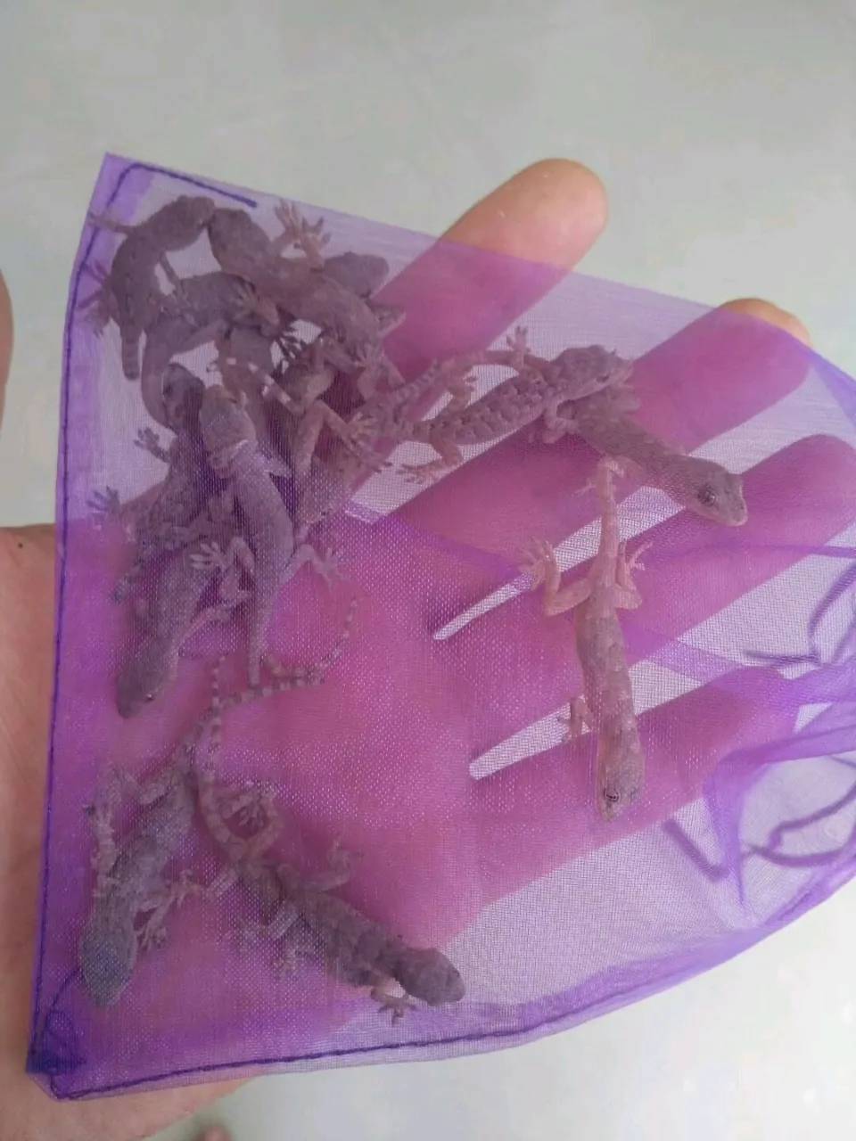 小壁虎守宫宠物开食饲料辅助开食饲料