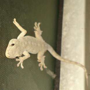 药引子壁虎药引守宫壁虎活体入药壁虎天龙干活守宫小壁虎