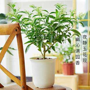 夜来香花树苗盆栽植物四季好养易活开花植物花卉独杆老桩阳台庭院