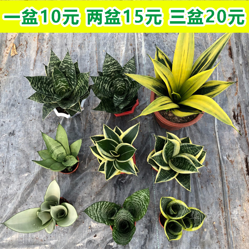 虎皮兰盆栽植物室内种类大全办公室四季常青植物吸甲醛虎尾兰绿植