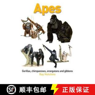 Chimpanzees Gibbons 9780954307028 Gorillas and Apes 4周達(dá) Orangutans