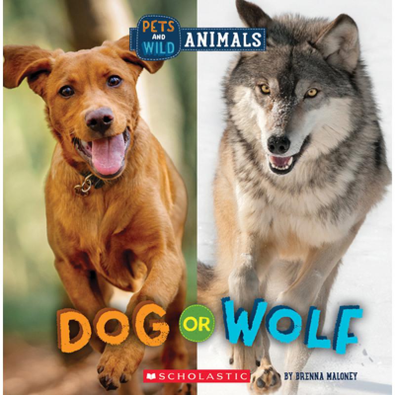 【4周达】Dog or Wolf (Wild World: Pets and Wild Animals) [9781338899818] 书籍/杂志/报纸 儿童读物原版书 原图主图