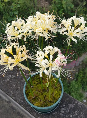 石蒜花种球 绿植白色彼岸花种子 曼珠沙华盆栽 室内四季盆栽花卉