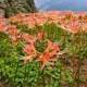 室内四季 种植花卉 橙红石蒜 曼珠沙华盆栽 彼岸花种球 石蒜花