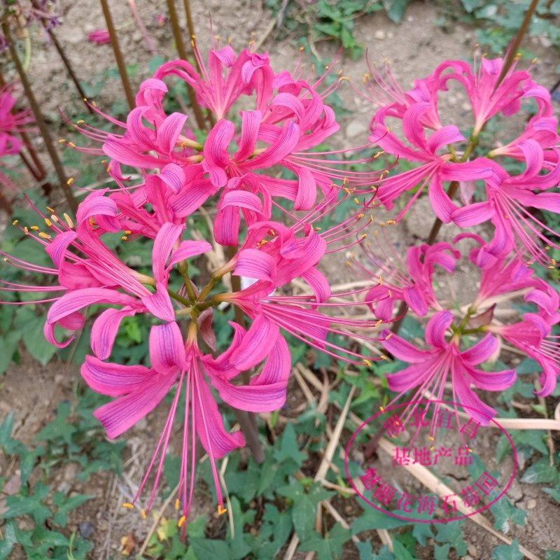 红蓝石蒜种球 彼岸花盆栽地栽花卉