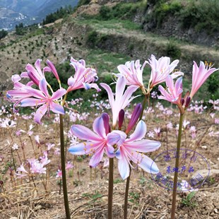 室内四季 换锦石蒜 曼珠沙华盆栽 彼岸花种子 种植花卉 彼岸花种球