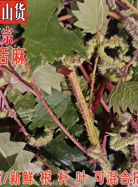 四川红活麻新鲜红活麻根杆叶