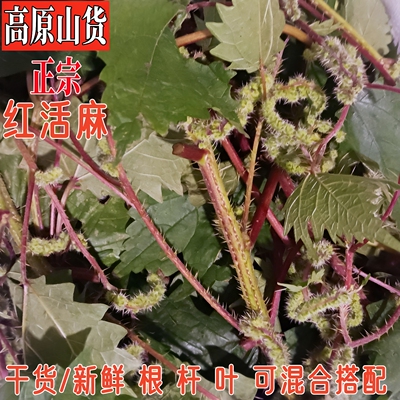 四川红活麻新鲜红活麻根杆叶