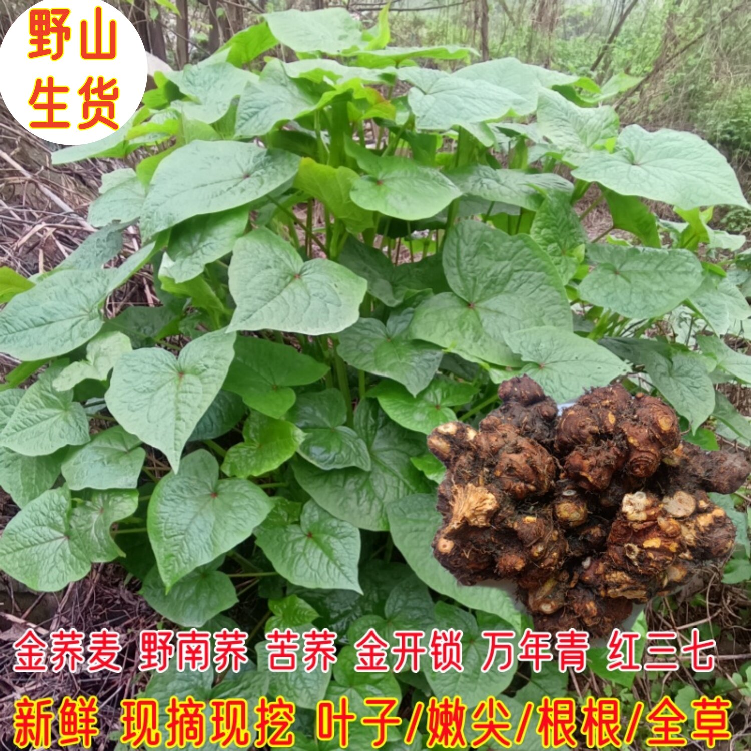 四川现挖新鲜野荞麦根苦荞头苦荞兰野荞兰万年荞金荞野蓝桥苦荞根