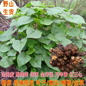 现挖现采野蓝桥嫩尖叶苦荞根切片