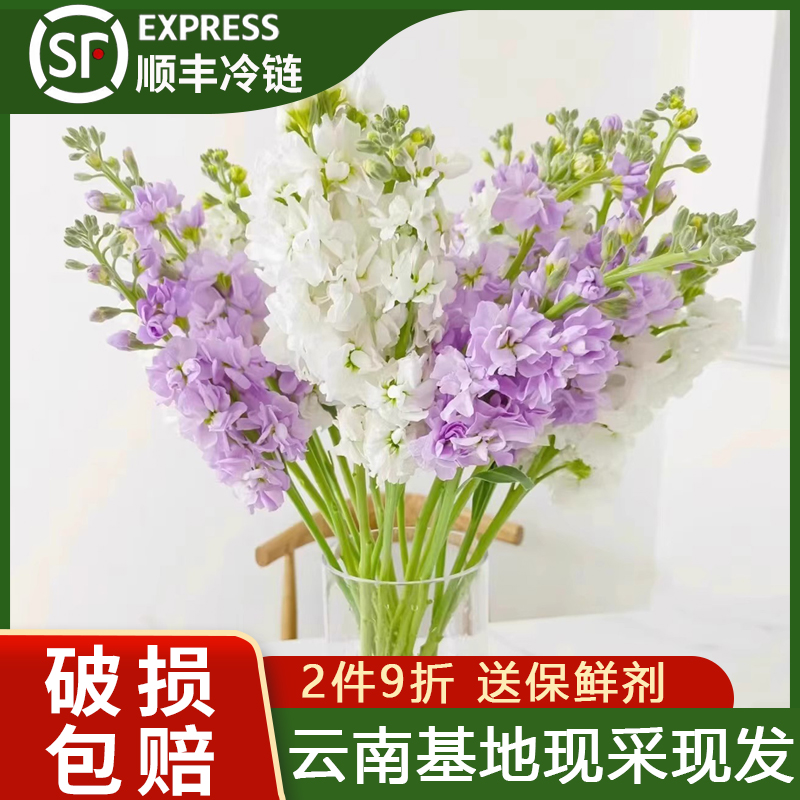紫罗兰鲜花真花家用插花花艺