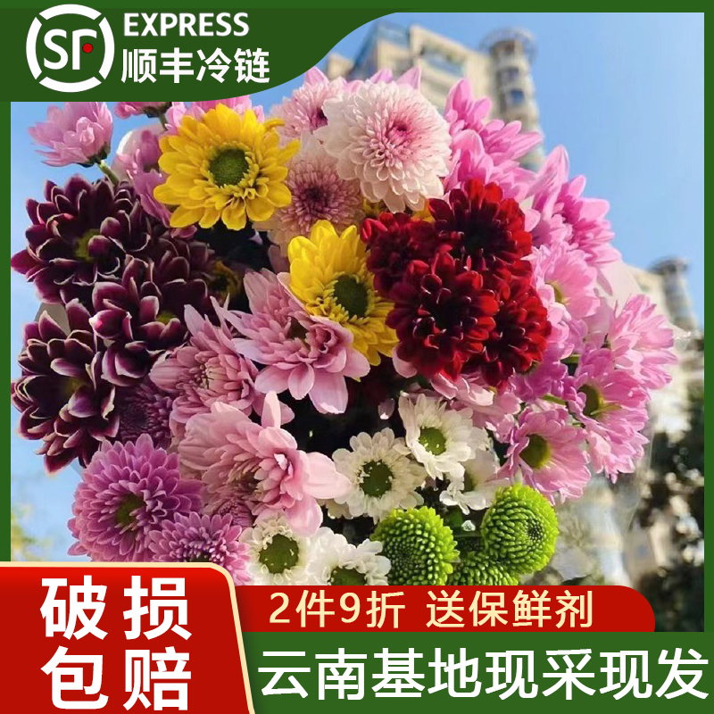 云南鲜花基地直发小雏菊纽扣菊多头鲜花材家庭水养花束七夕搭配