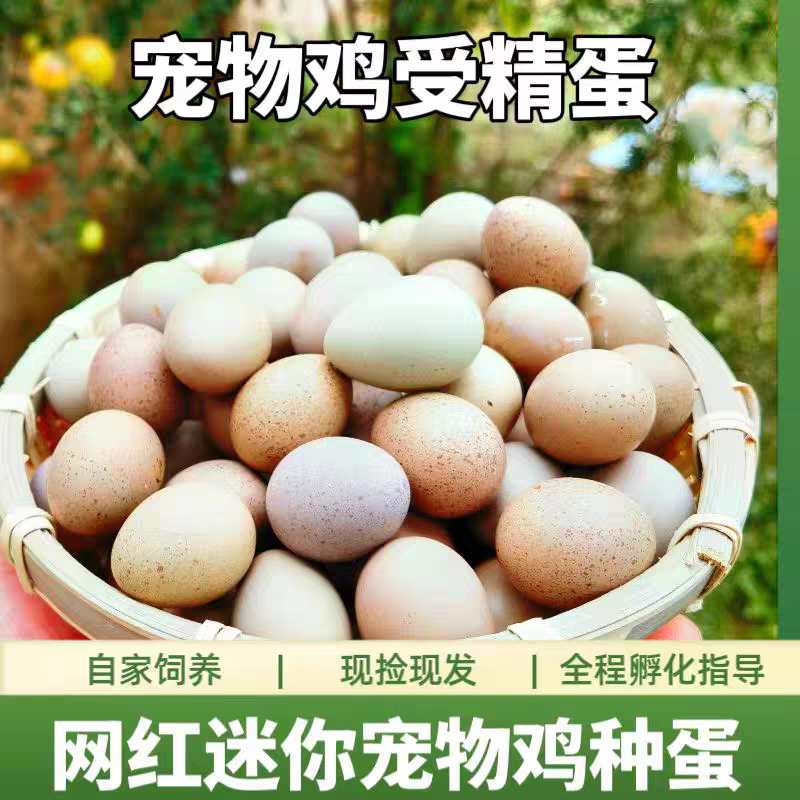 卢丁鸡可孵化蛋受精种蛋芦丁鸡蛋宠物鸡