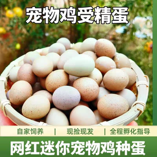 卢丁鸡可孵化蛋受精种蛋芦丁鸡蛋最小网红迷你鸡蛋受精蛋德系种蛋