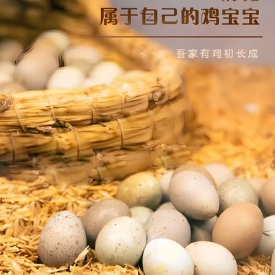 德系种蛋卢丁鸡最小网红迷你鸡蛋受精蛋可孵化蛋受精种蛋芦丁鸡蛋