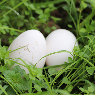 土鹅蛋孕妇去胎毒湿气