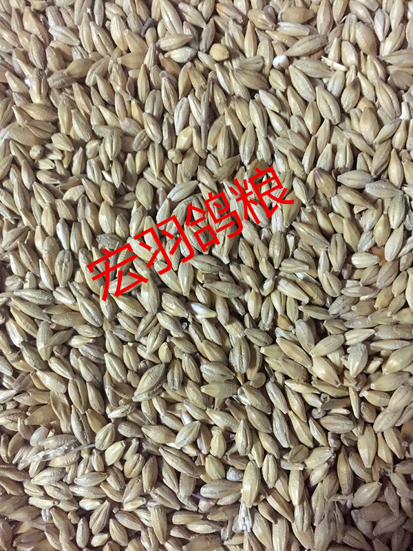 优质大麦/鸽粮/大麦信鸽