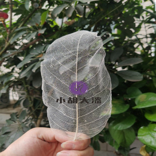 漆画漆器金缮 大漆拓印 玉兰叶脉书签干花材料叶脉花制作材料