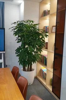 北京大型绿植盆栽租摆天堂鸟发财树绿植室内大型植物吸甲醛