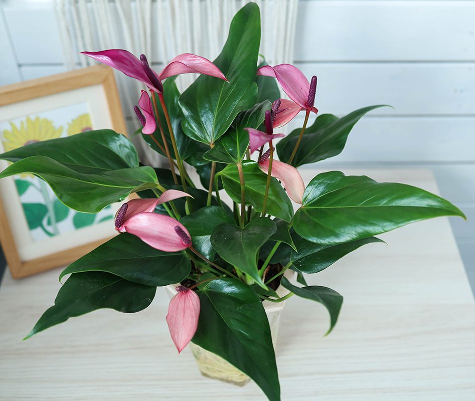 水培幸福树红掌香妃开花办公室客厅室内盆栽