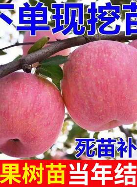 嫁接南北方种植盆栽苹果苗