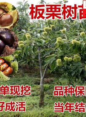 嫁接板栗树苗大红袍栗子各种稀有水果苗南方北方地栽种植当年结果