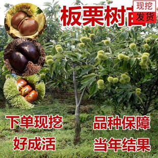 嫁接板栗树苗大红袍栗子各种稀有水果苗南方北方地栽种植当年结果