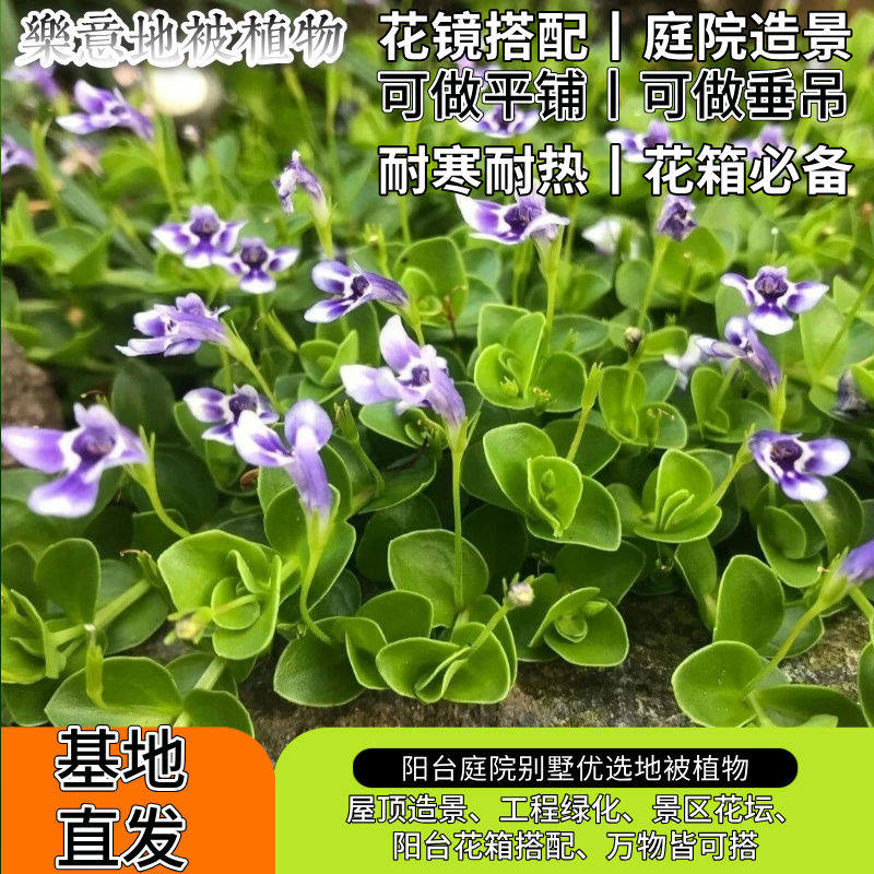 瞳草花镜庭院天使眼泪耐寒耐荫多年生多季开花地被植物可爱小盆栽