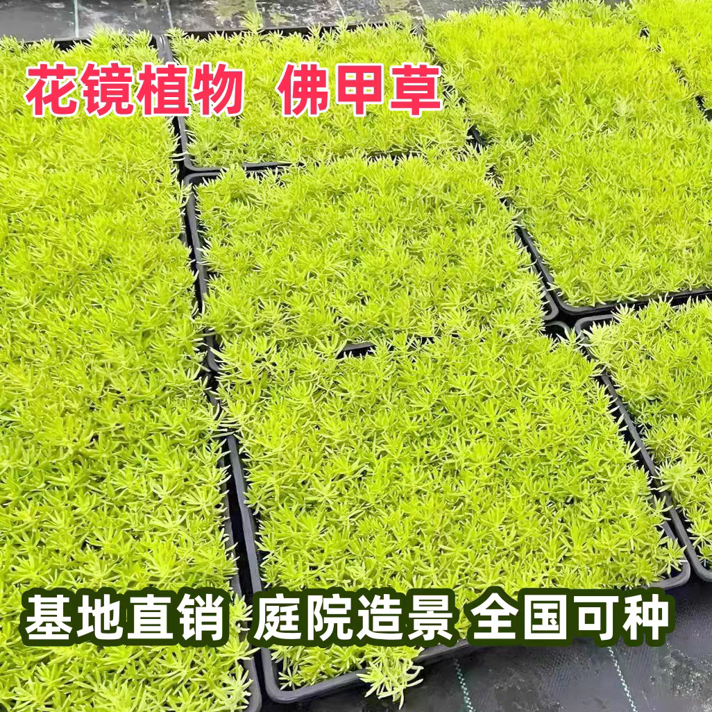 金叶佛甲草盆栽黄金万年草庭院屋草坪/观赏草