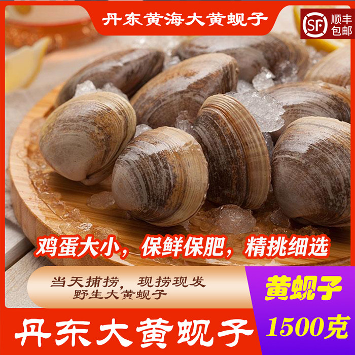 丹东黄蚬子野生蛤蜊肥蛤大文贝东港海鲜贝类无沙大号黄蚬子3斤
