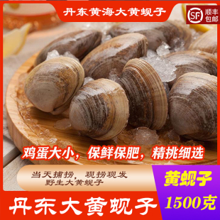 丹东黄蚬子野生蛤蜊肥蛤大文贝东港海鲜贝类无沙大号黄蚬子3斤