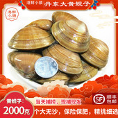 丹东特产黄蚬子鲜活无沙超大特大东港野生黄蚬肥蛤蜊4斤