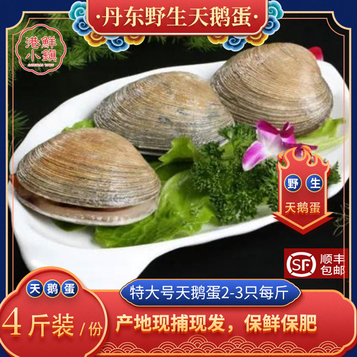 丹东天野生海鲜天鹅蛋鲜活海鲜大蛤东港野生蛤蜊大蚬子天鹅蛋海鲜