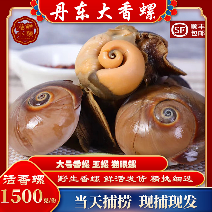 丹东海鲜香螺海螺玉螺猫眼螺