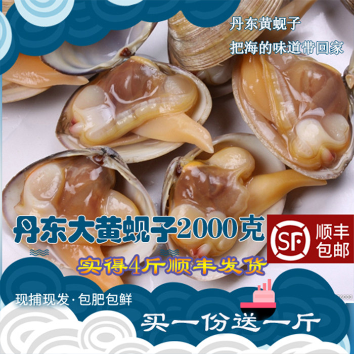 丹东海鲜特产文贝黄蚬子鲜活水产贝类肥蛤蛤蜊黄蚬子3斤送1斤包邮