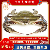 丹东飞蟹梭子蟹大母螃蟹飞蟹满肉满黄冰鲜梭子蟹 保鲜不保活