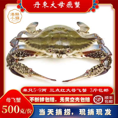 丹东梭子蟹大飞蟹特大东港