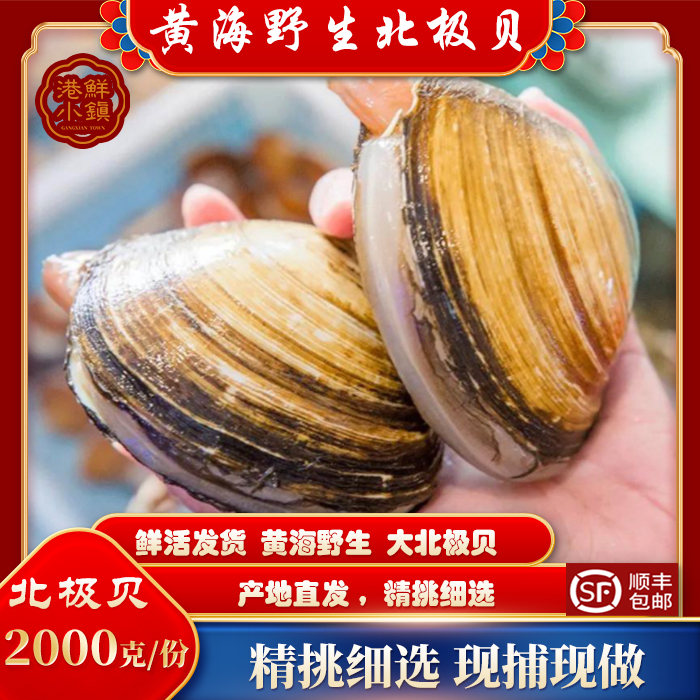 丹东野生海鲜北极贝鲜活海鲜