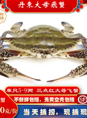 野生螃蟹梭子蟹冰鲜梭子蟹