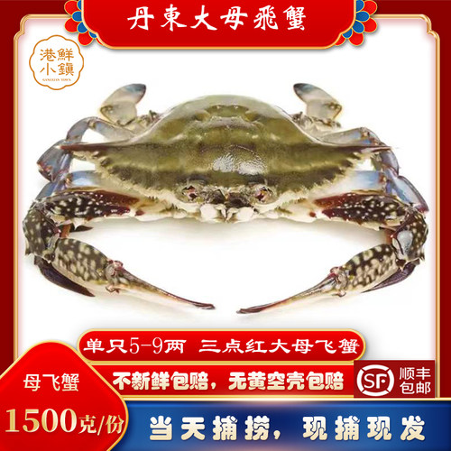 野生螃蟹梭子蟹冰鲜梭子蟹