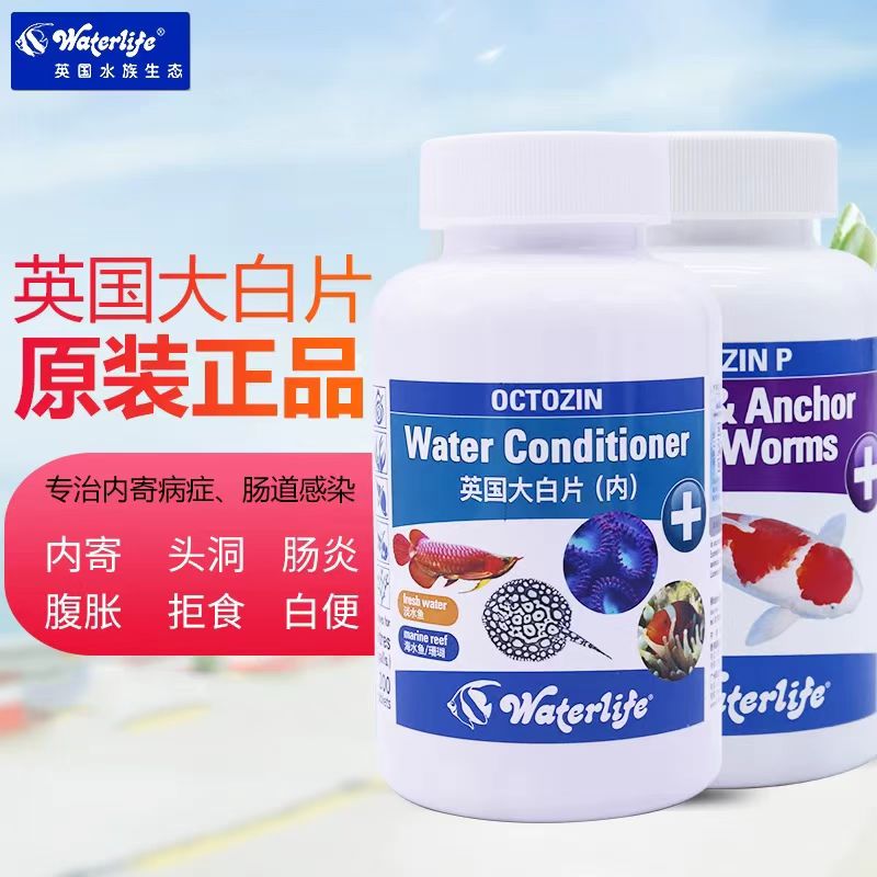 正品英国大白片肠炎内寄凸眼外寄