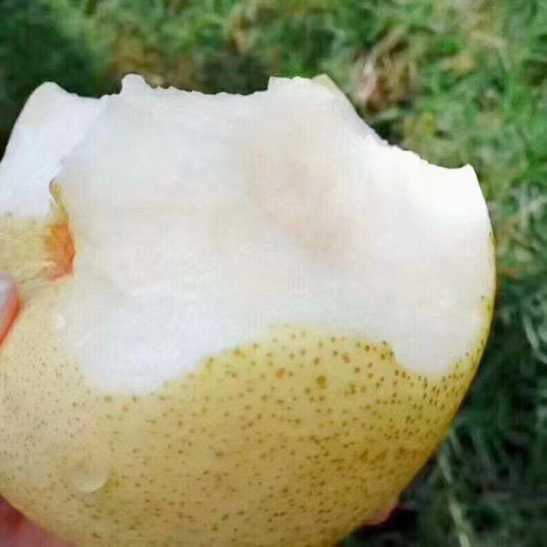 砀山特产酥梨多汁特甜新鲜当季水果整箱 10斤现摘包邮农产品_虎窝淘