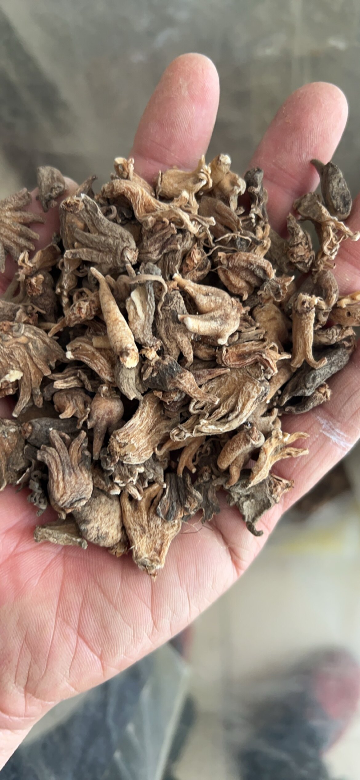 一千克 干货 佛手参