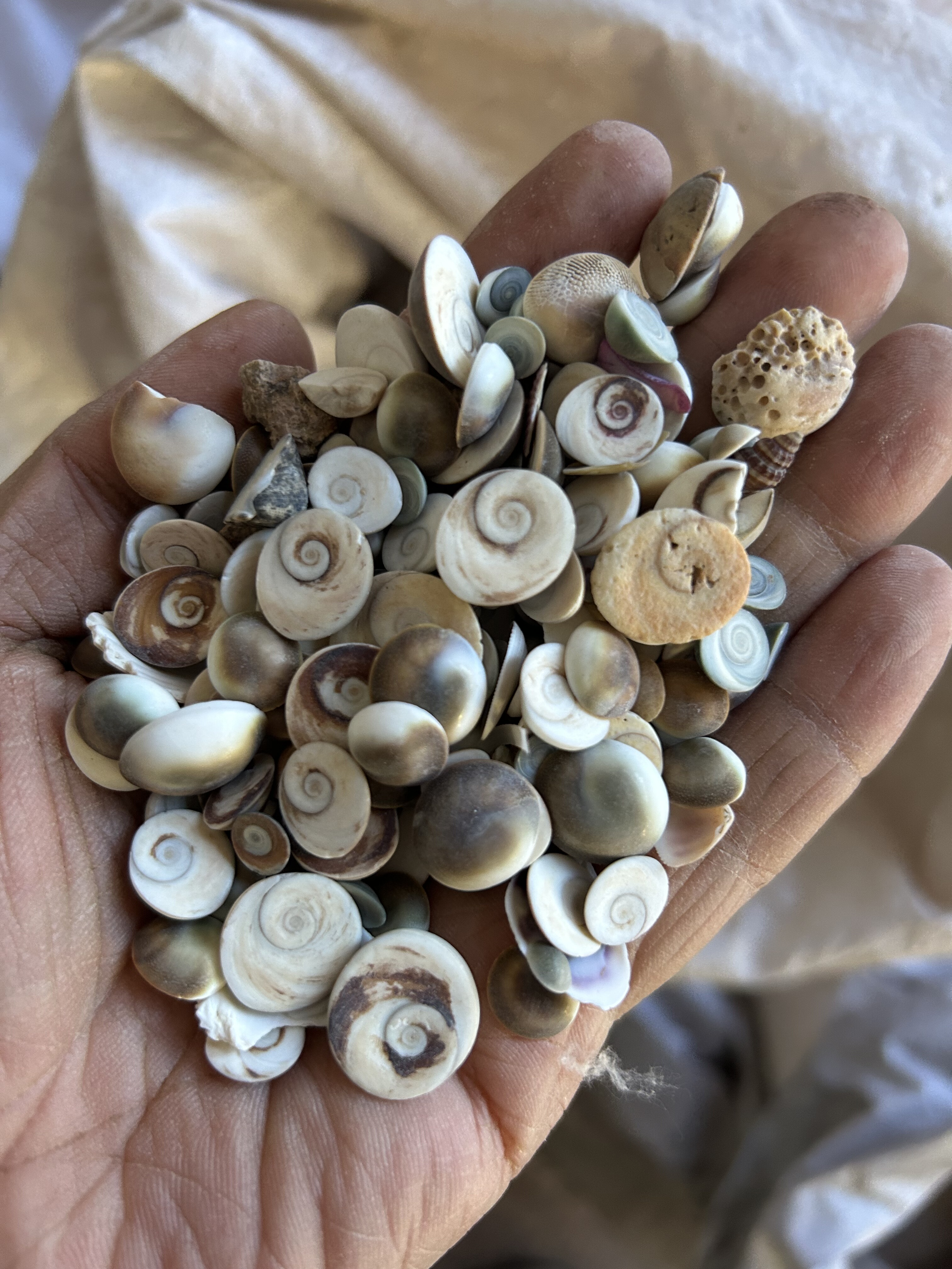 950克  干货  太极石  个别小海贝